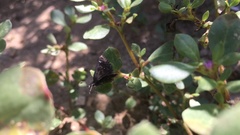 Hesperopsis alpheus