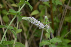 Mentha longifolia