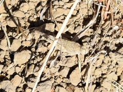 Trimerotropis occidentalis