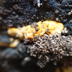Phlebia radiata
