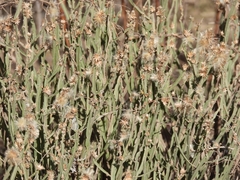Baccharis trimera