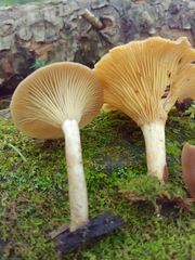 Pseudoclitocybe cyathiformis