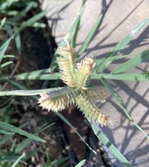 Dactyloctenium aegyptium