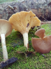 Pseudoclitocybe cyathiformis