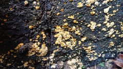 Phlebia radiata