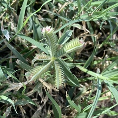 Dactyloctenium aegyptium