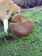 Pseudoclitocybe cyathiformis