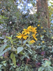 Bidens rubifolia