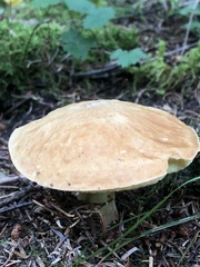 Hemileccinum