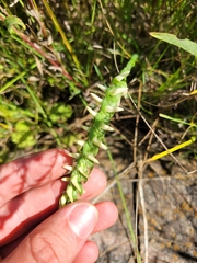 Spiranthes magnicamporum