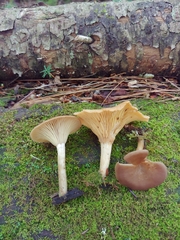 Pseudoclitocybe cyathiformis