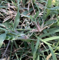Dactyloctenium aegyptium