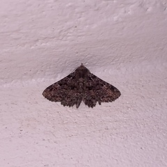 Metalectra praecisalis