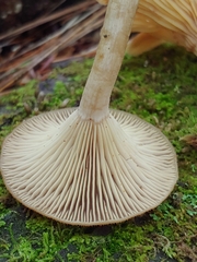 Pseudoclitocybe cyathiformis