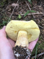 Hemileccinum