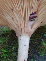 Pseudoclitocybe cyathiformis