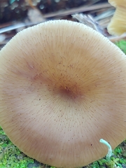Pseudoclitocybe cyathiformis