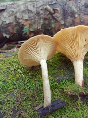 Pseudoclitocybe cyathiformis