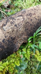 Pezizomycotina