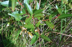 Salix lucida