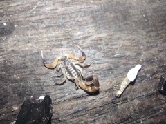 Centruroides vittatus