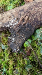 Pezizomycotina
