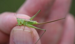 Conocephalus strictus