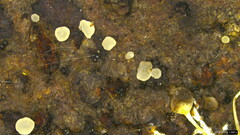 Pezizomycotina