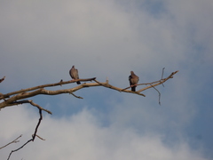 Patagioenas picazuro