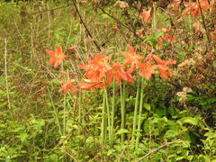 Hippeastrum