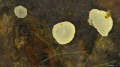 Pezizomycotina