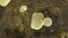 Pezizomycotina