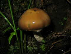 Psilocybe caerulescens