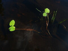 Nuphar variegata