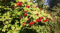 Viburnum opulus