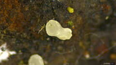 Pezizomycotina