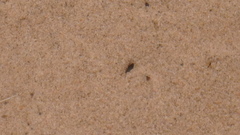 Chrysomeloidea