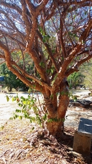 Commiphora leptophloeos