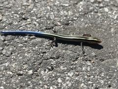 Plestiodon skiltonianus