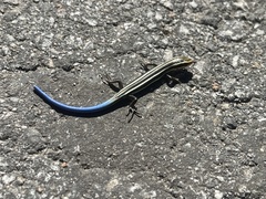 Plestiodon skiltonianus