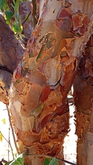 Commiphora leptophloeos