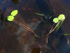 Nuphar variegata