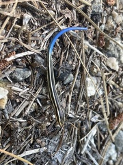 Plestiodon skiltonianus