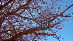 Commiphora leptophloeos