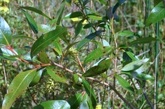 Salix lucida