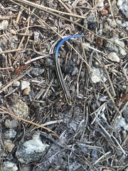 Plestiodon skiltonianus