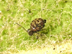 Dicyrtomidae