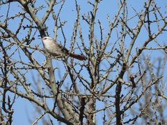 Cranioleuca pyrrhophia