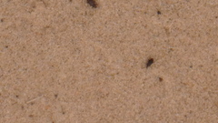 Chrysomeloidea