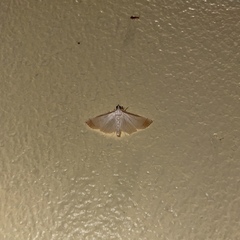 Blepharomastix saurialis